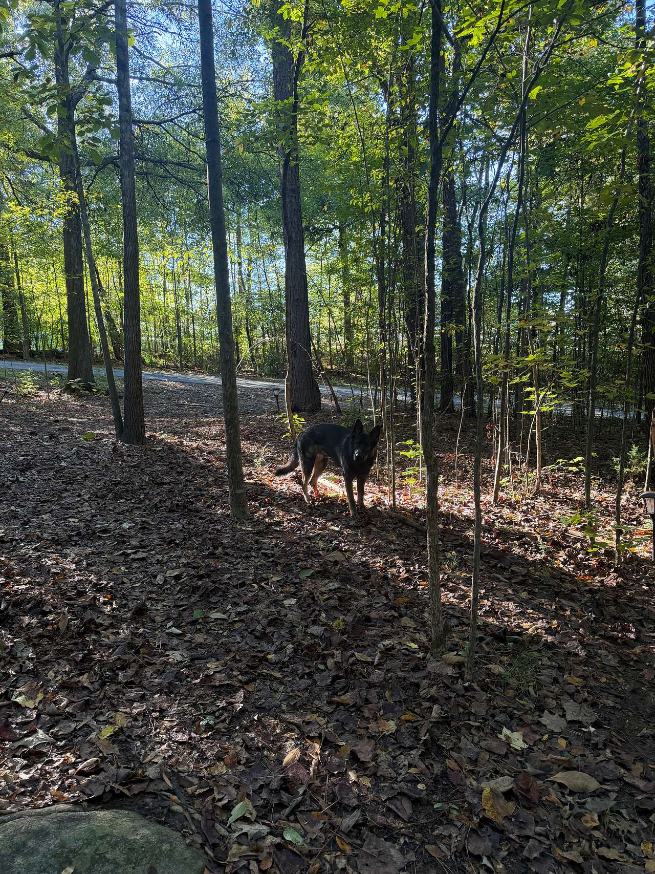 Cj’s Suburban Oasis