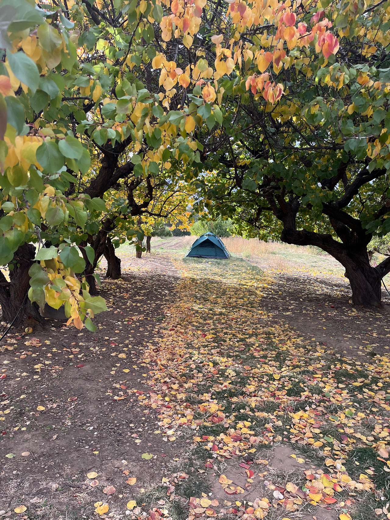Hidden Acres Orchards