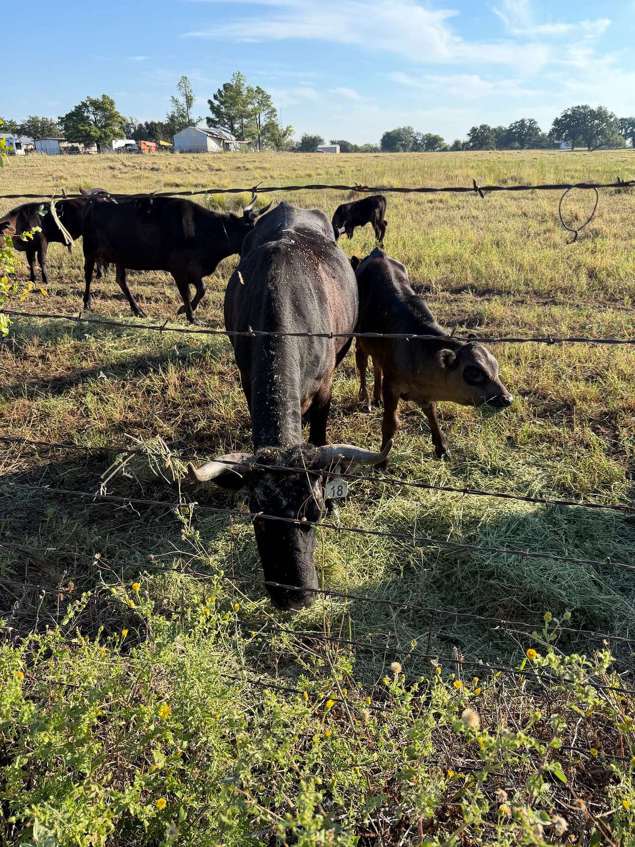 Quiet Horse farm with Baby Horses