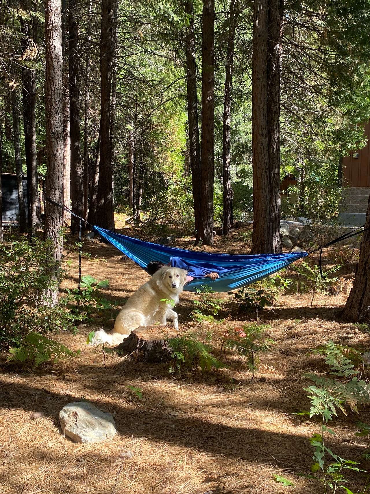 Bright Bear Camp in Tahoe NF