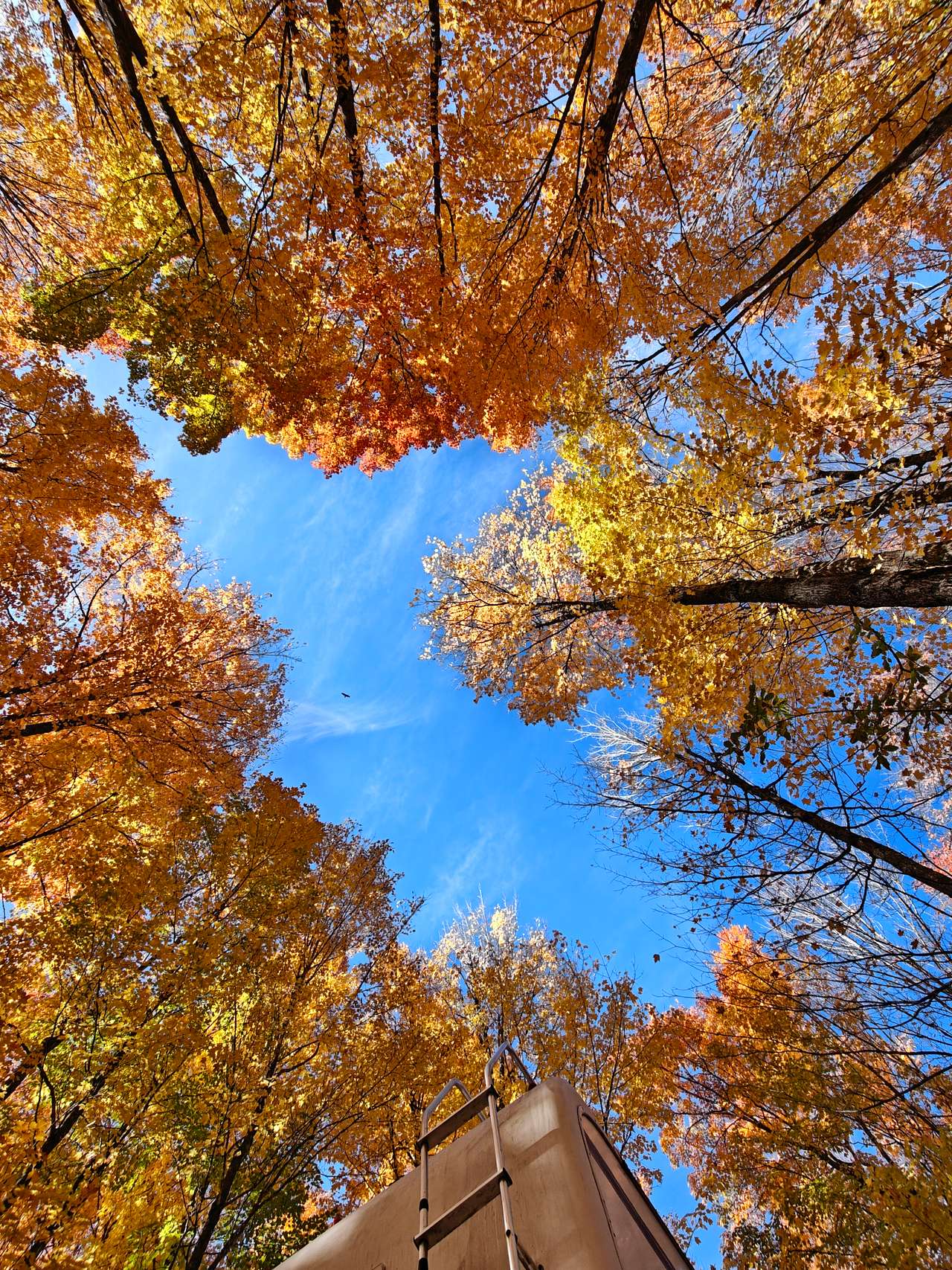 looking up from campfire ring