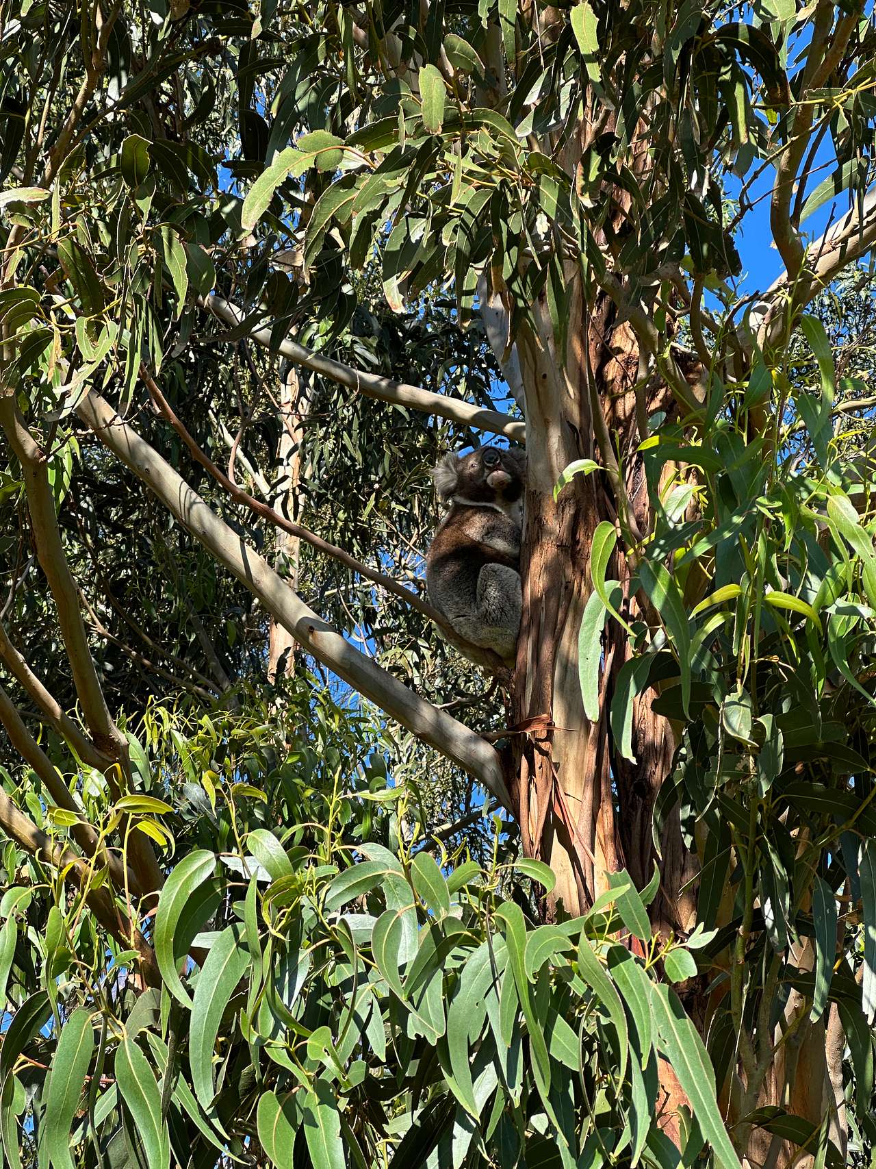 A koala on our walk