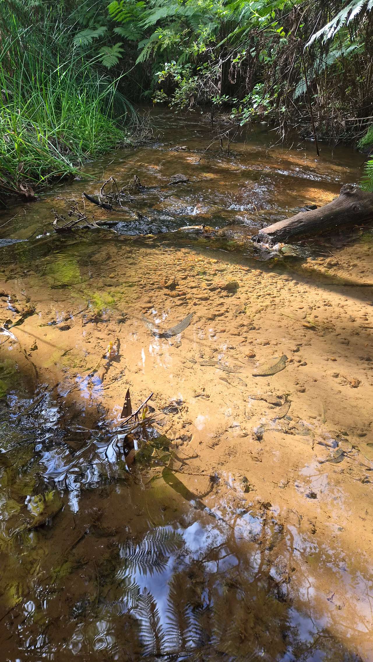 Little creek at the fairy den