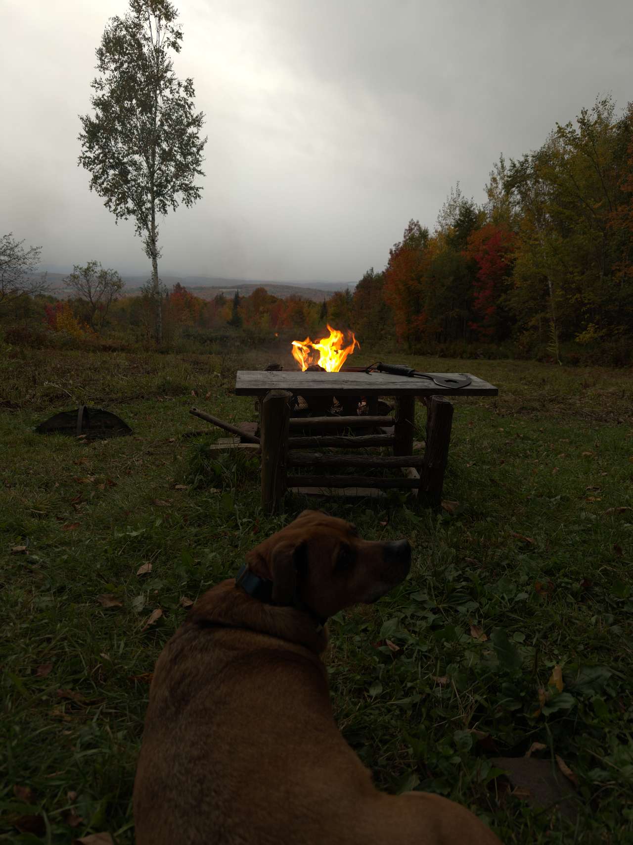 Very doggo friendly spot.