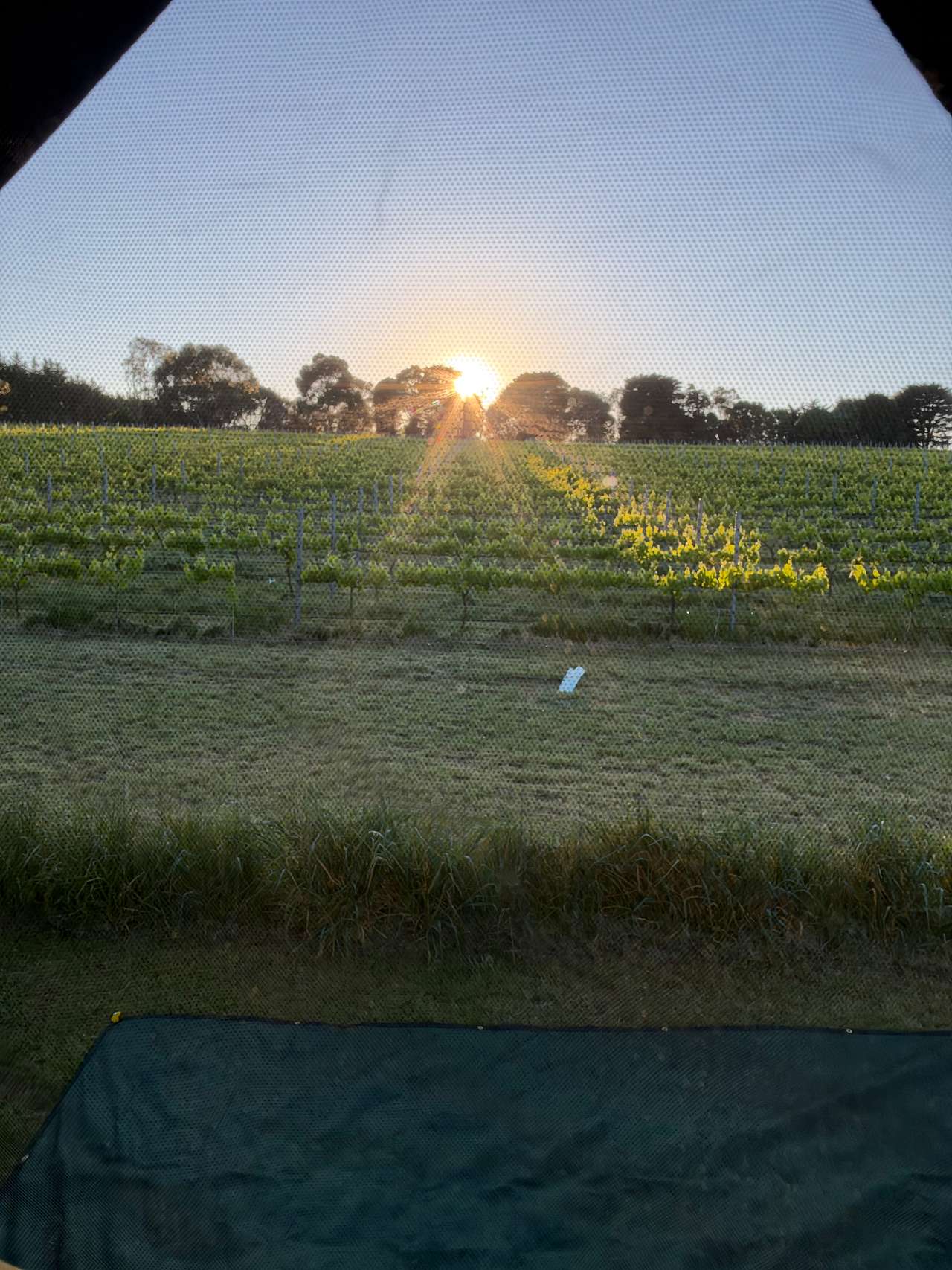 Sunset over the vines