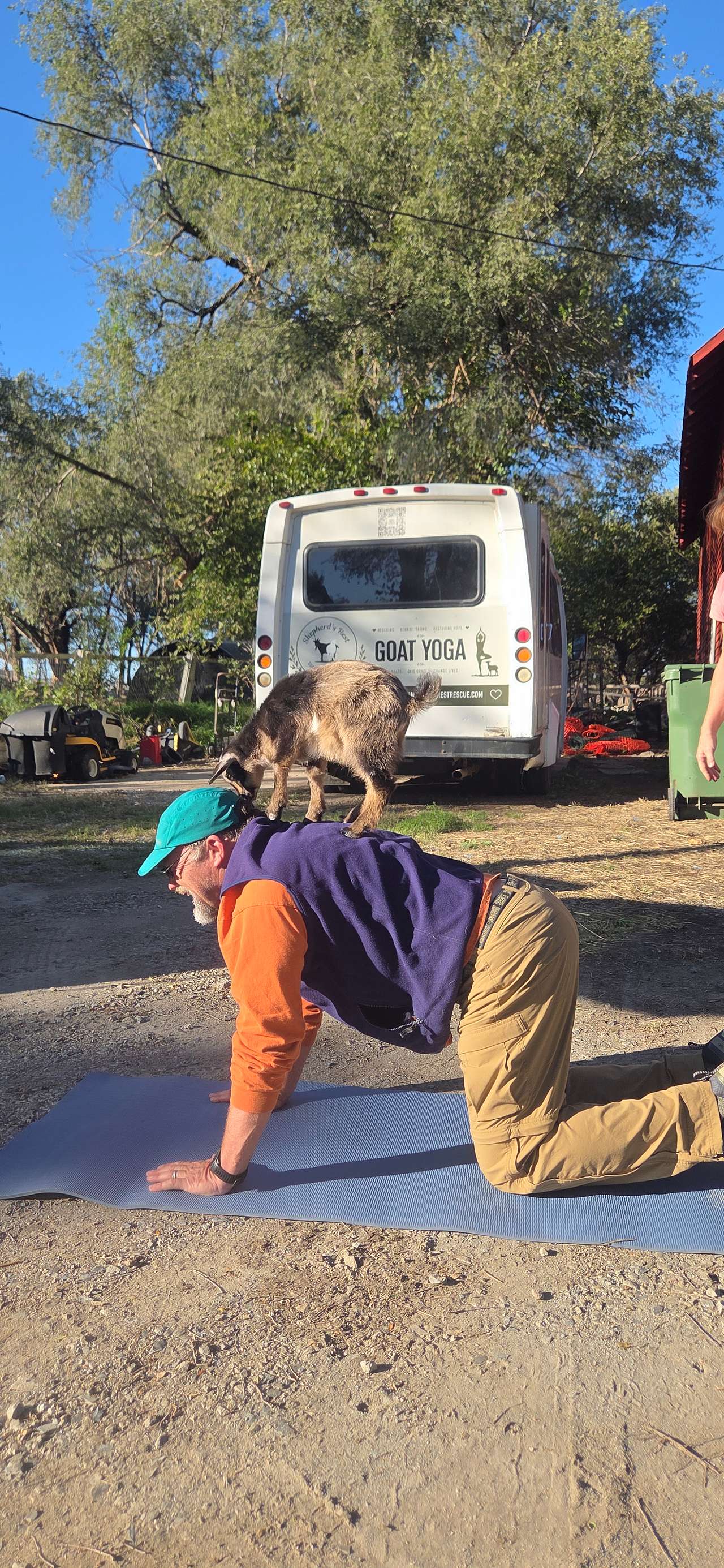 goat yoga!
