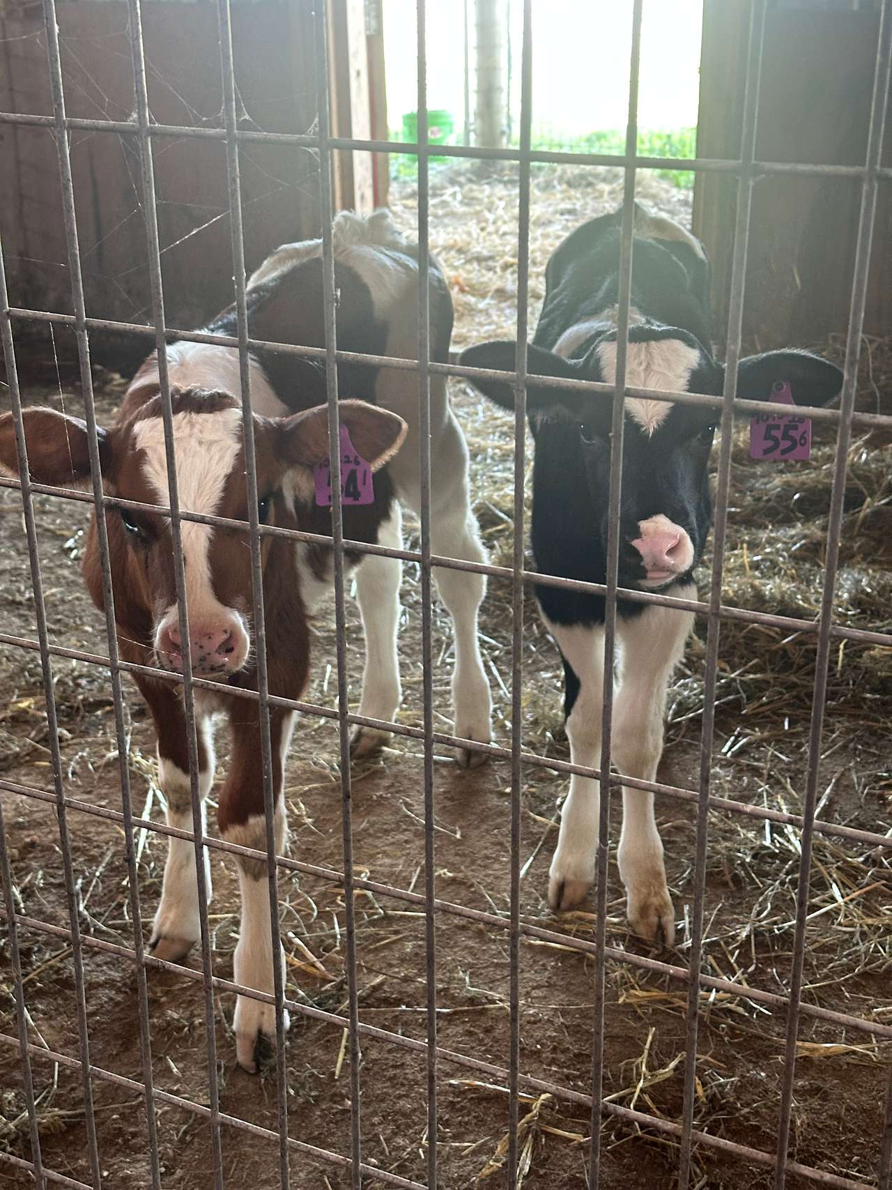 Elysian View Farms