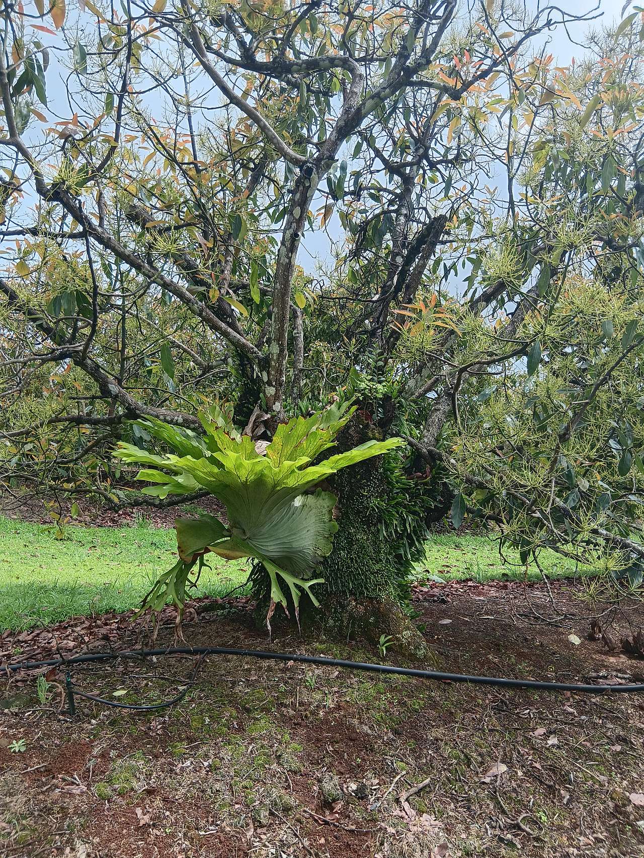 Tremayne - The Old Avocado Farm