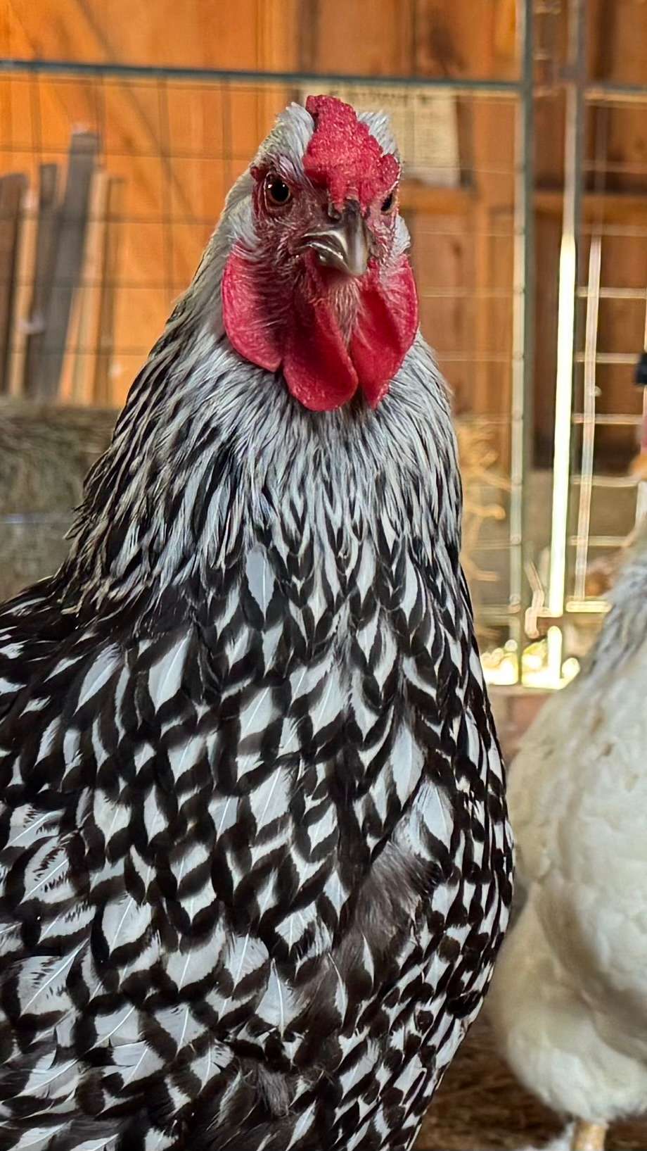 A professional chicken