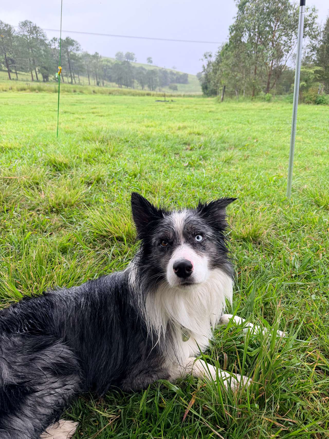 Greengates - Off Leash Dog-Friendly Camping | Campfires | Northern Rivers