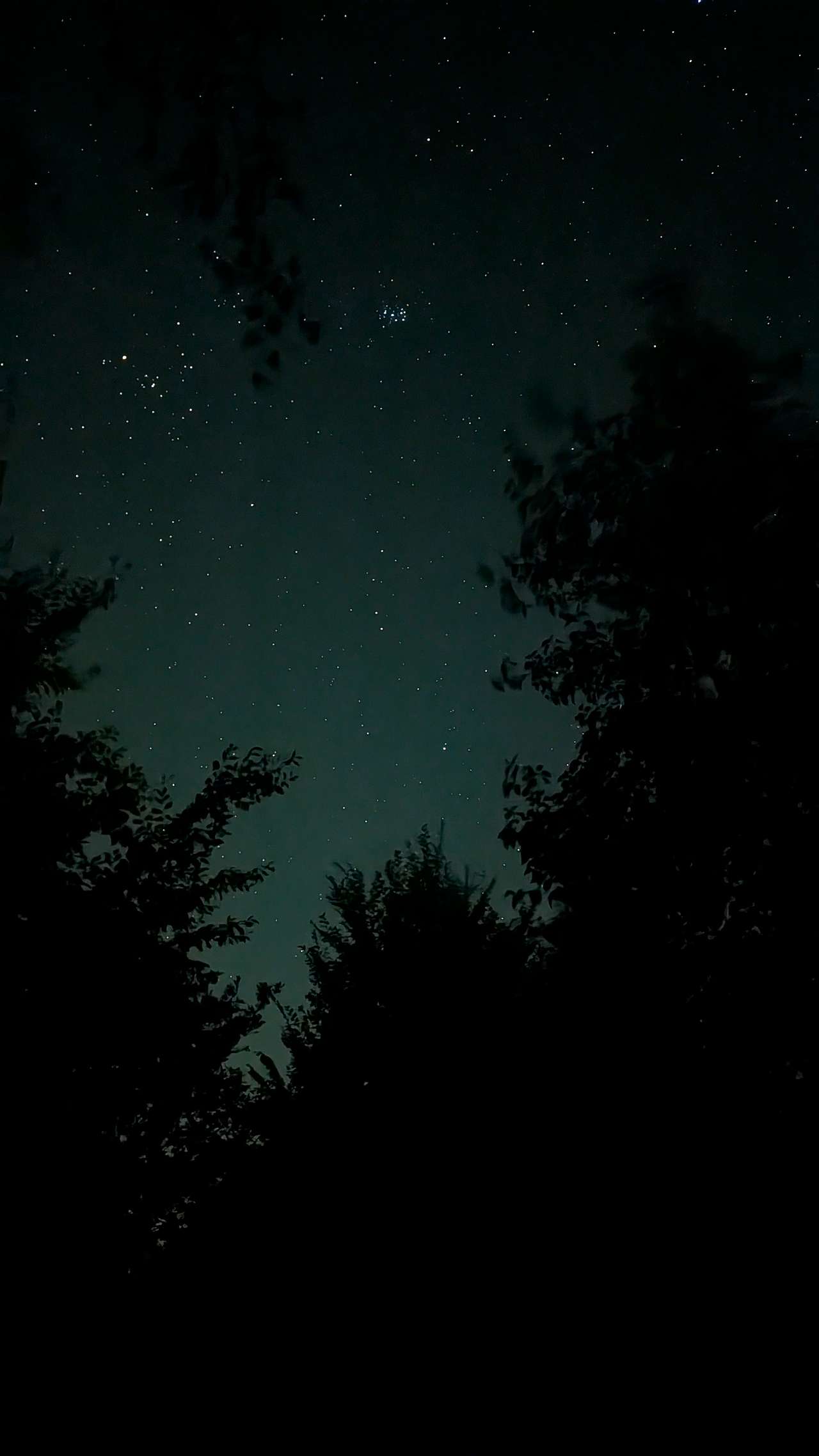Rosehip Woods Campsite