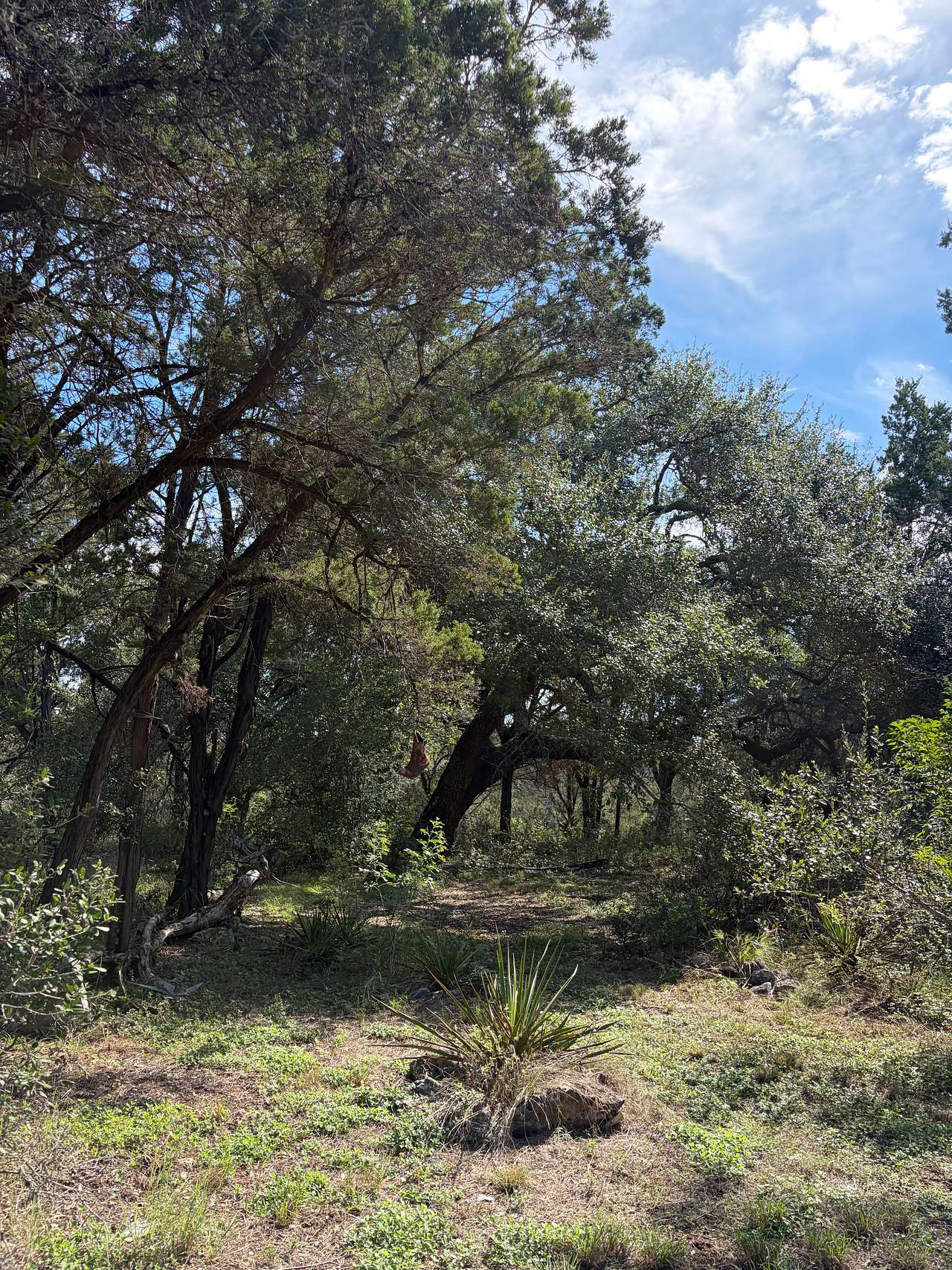 Twisted Oaks...