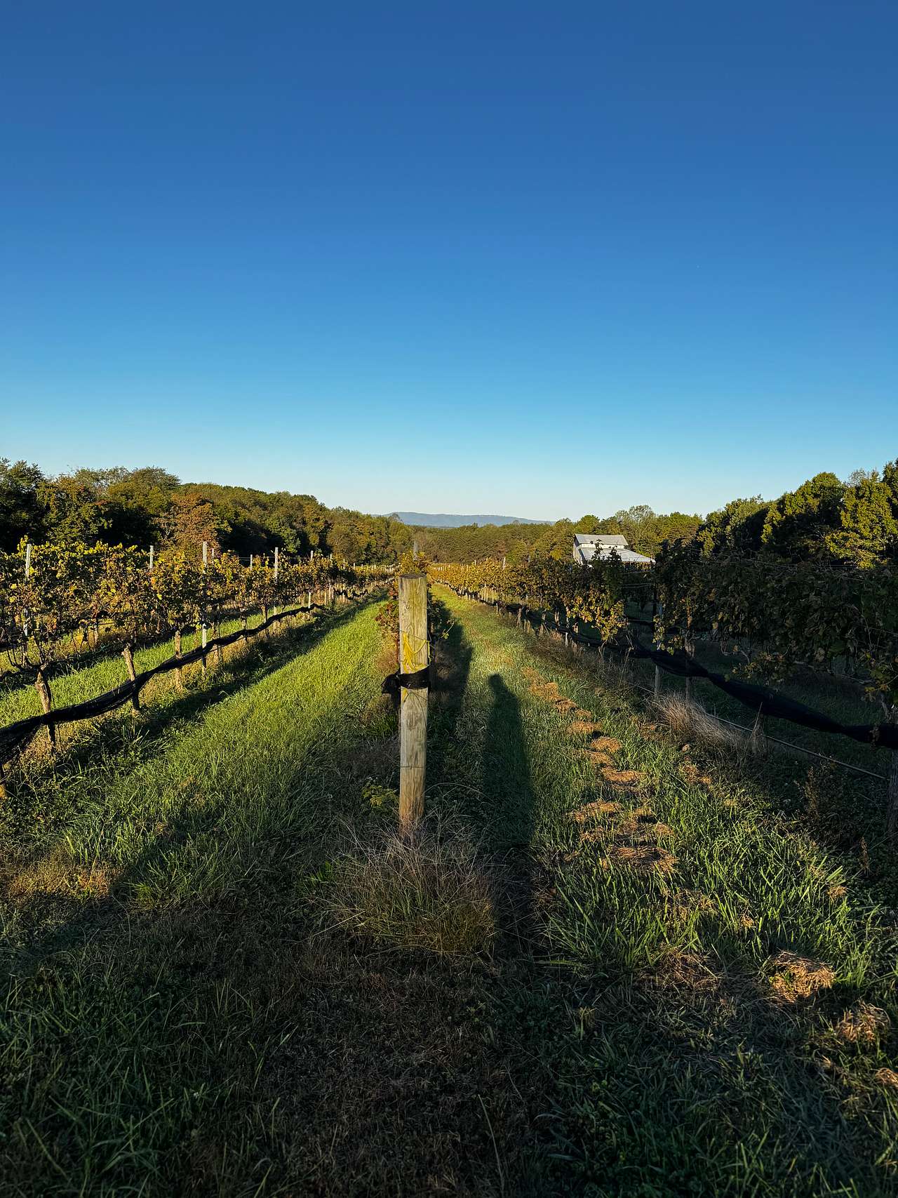 William Cornelius Vineyard