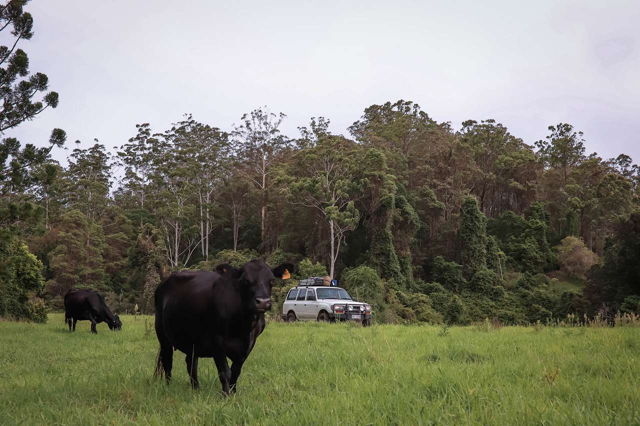 Our free roaming friendly cows