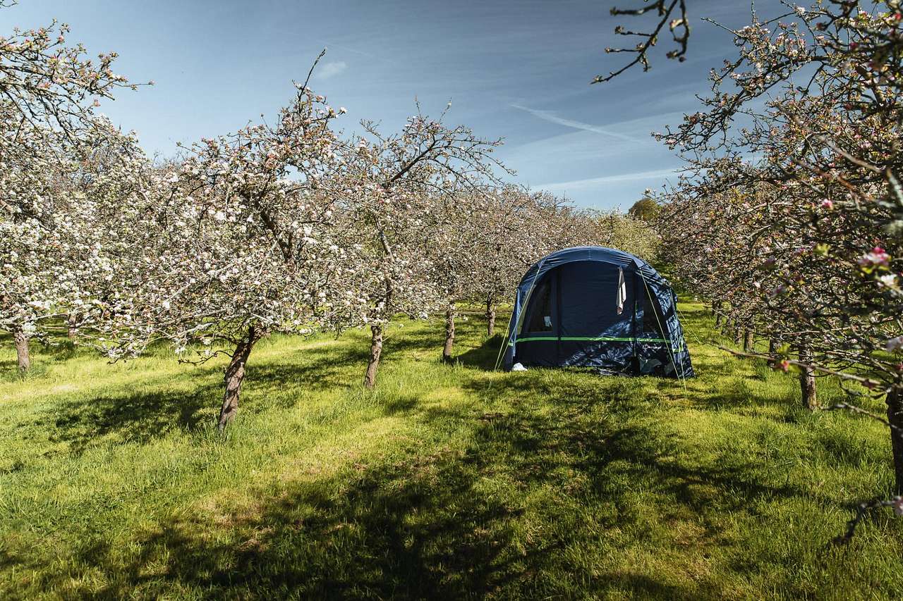 Cider Farm Orchard Campsite