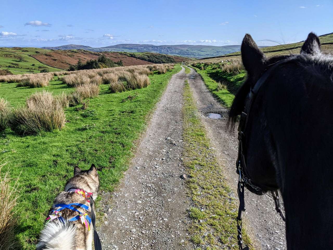 Hazel Mount Fellside, local bridleway