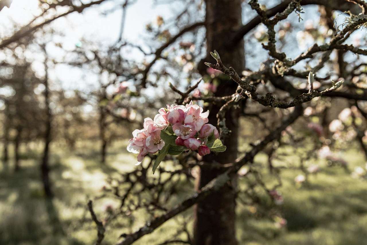 Cider Farm Orchard Campsite