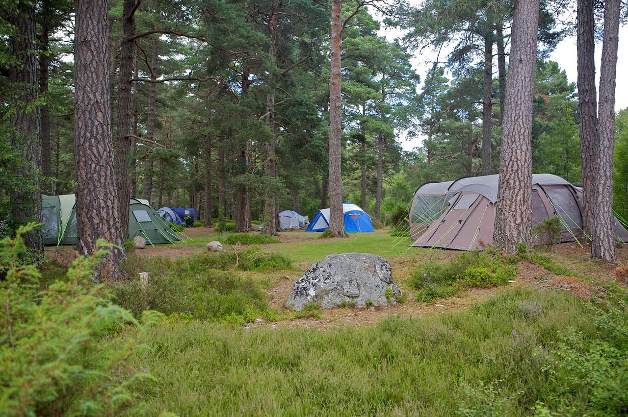 Woodland camping