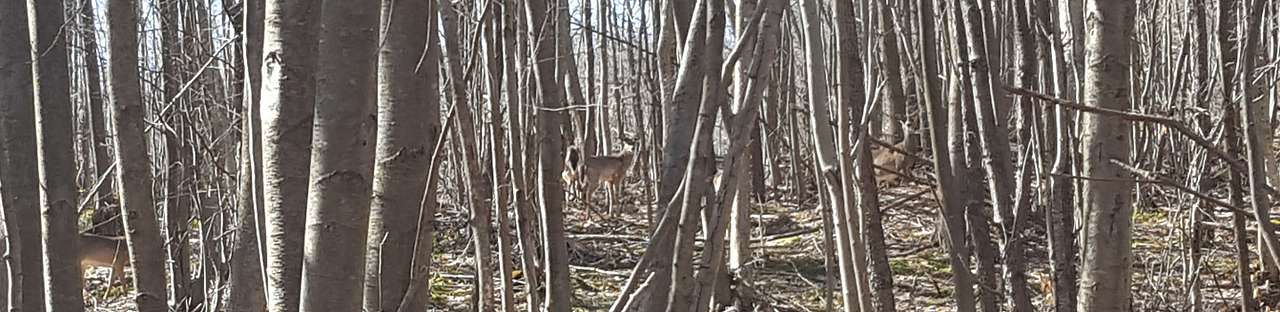 Deer on the property are often spotted on the hiking trails