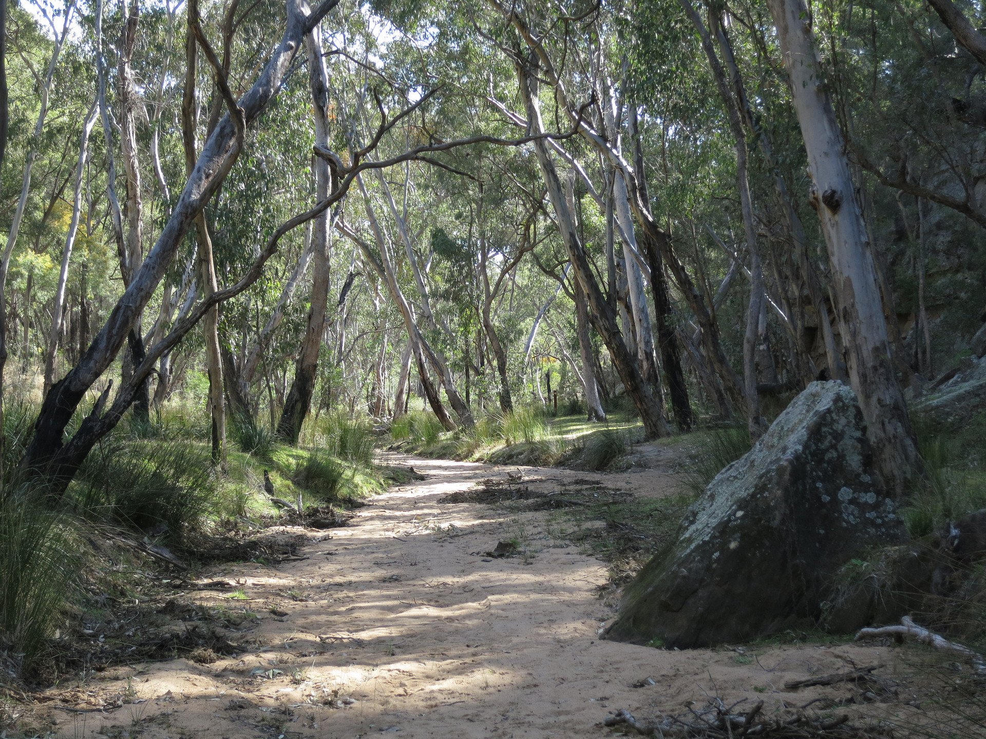 Pilliga National Park