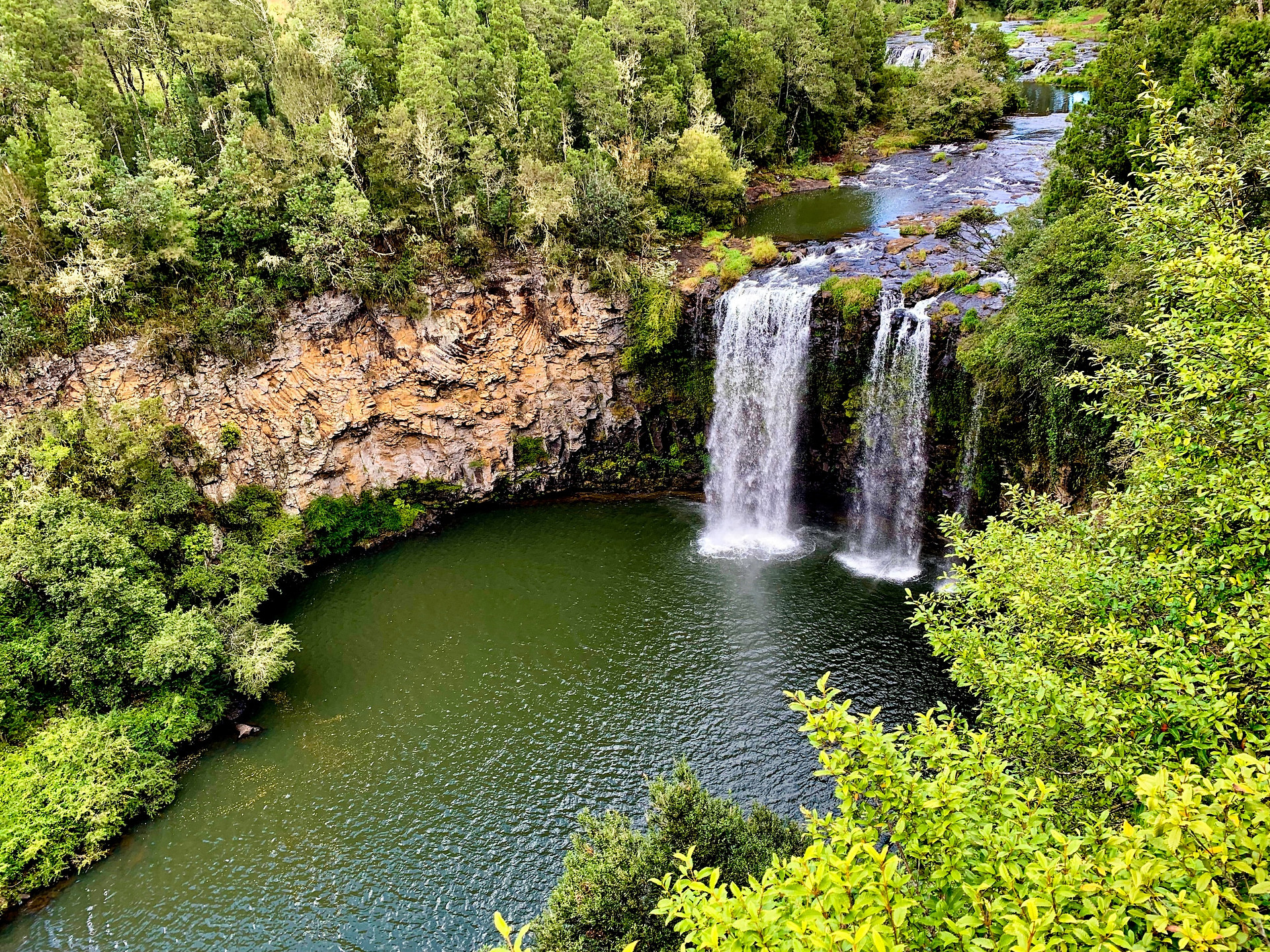 Dorrigo National Park