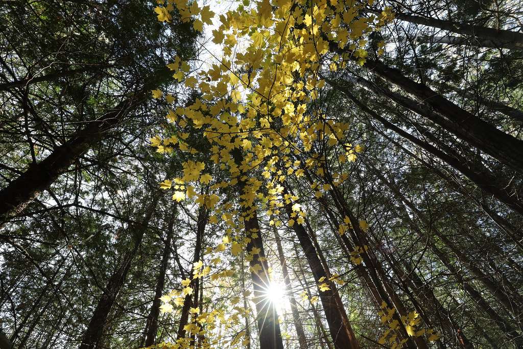 Balsam Lake Provincial Park