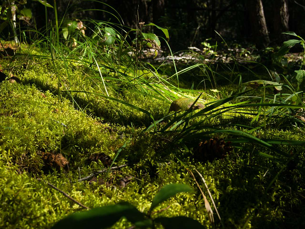Lac La Hache Provincial Park