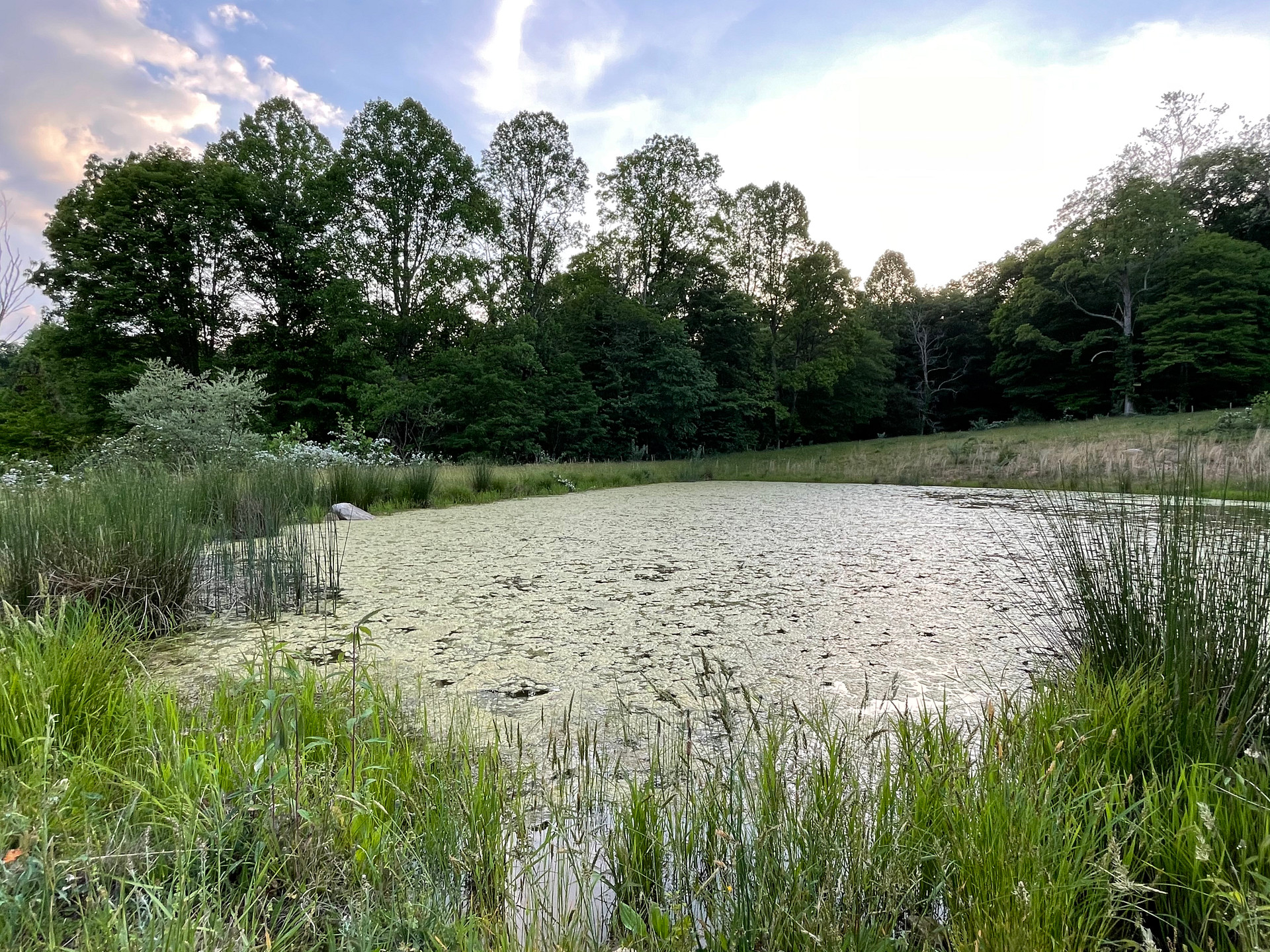 David’s Pond