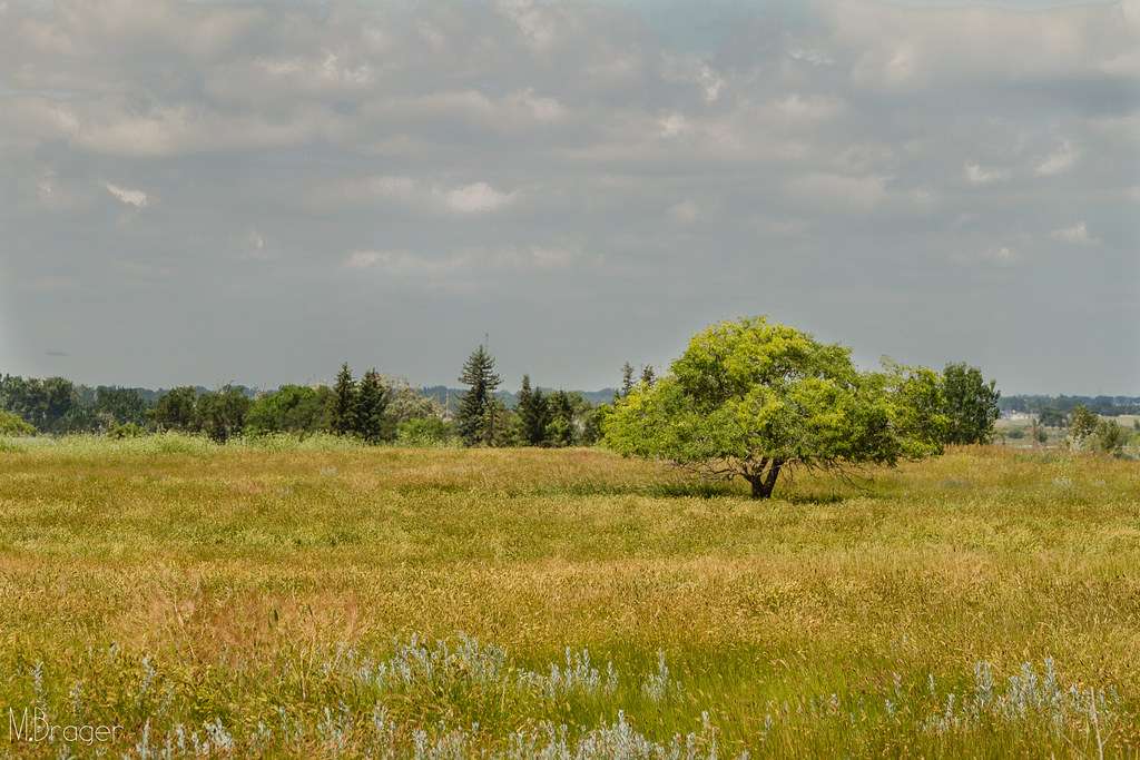 Tillebrook Provincial Park