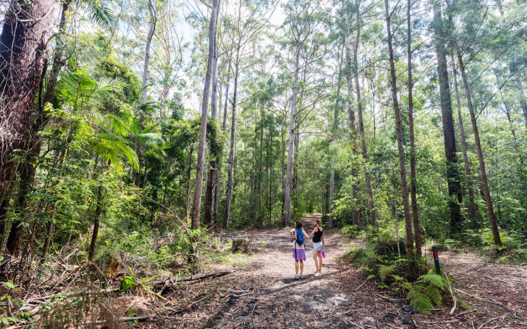 Goonengerry National Park