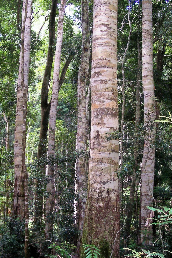 Nymboi-Binderay National Park