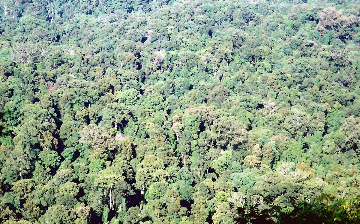 Toonumbar National Park
