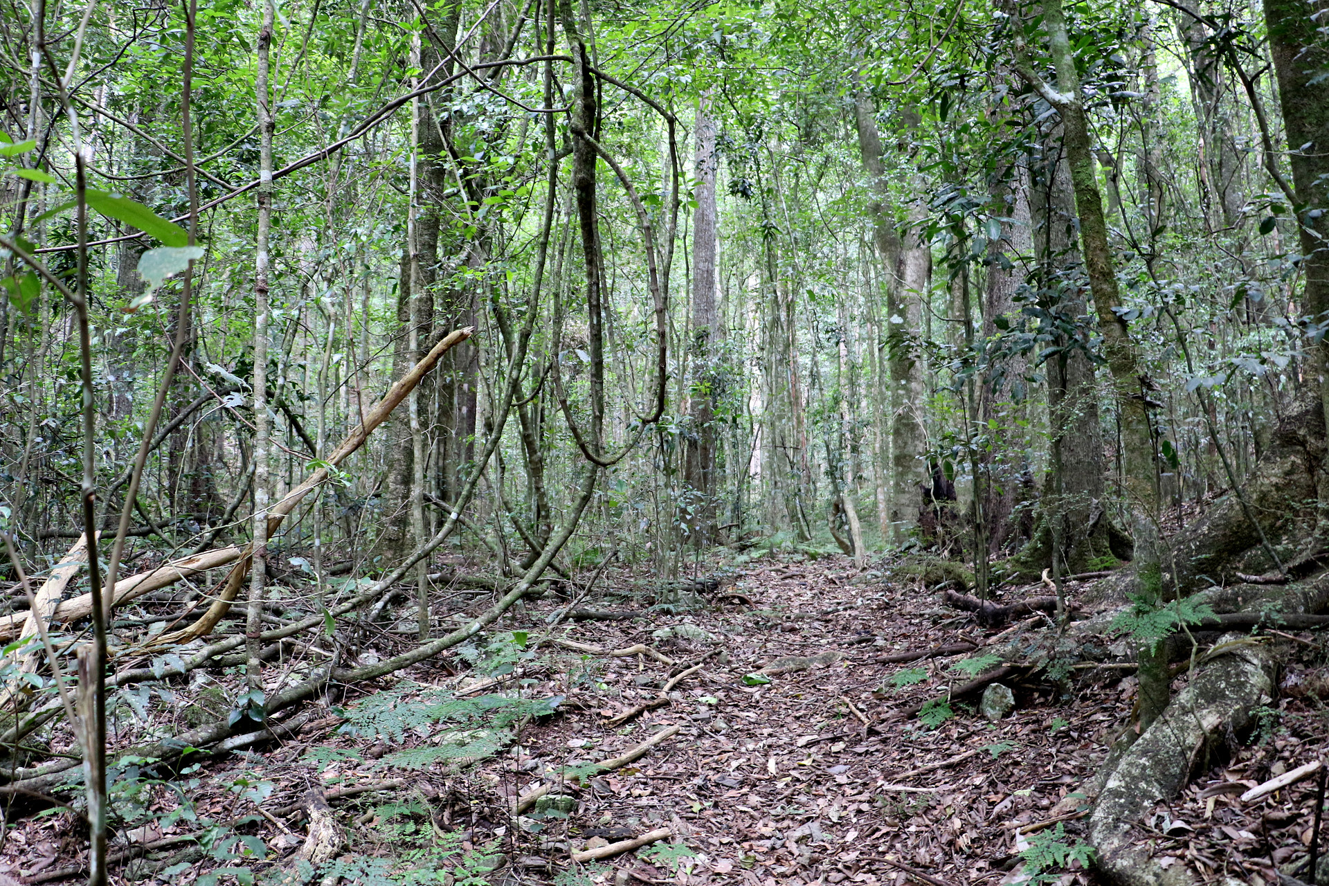 Woko National Park