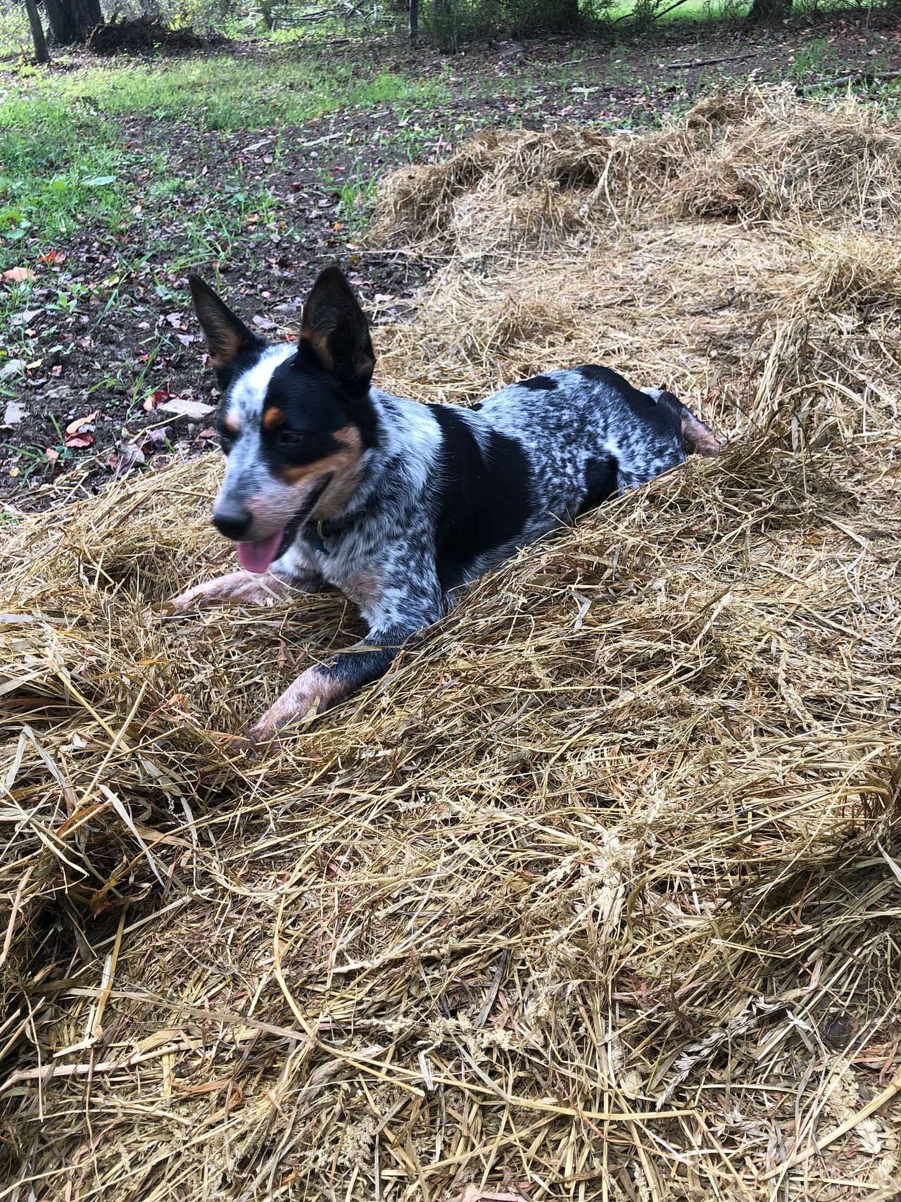 Farm dog Ellie in B