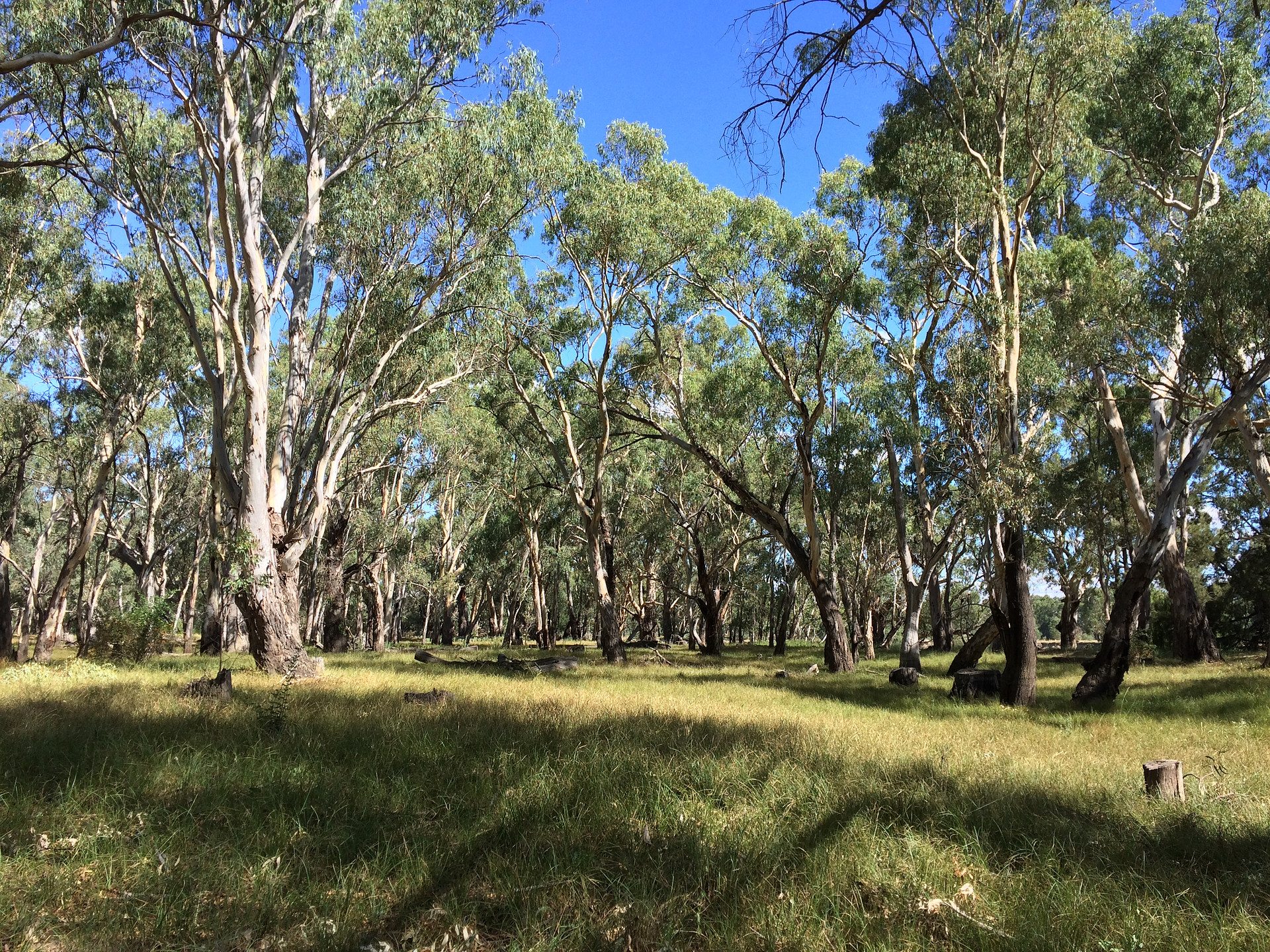 Murrumbidgee Valley National Park