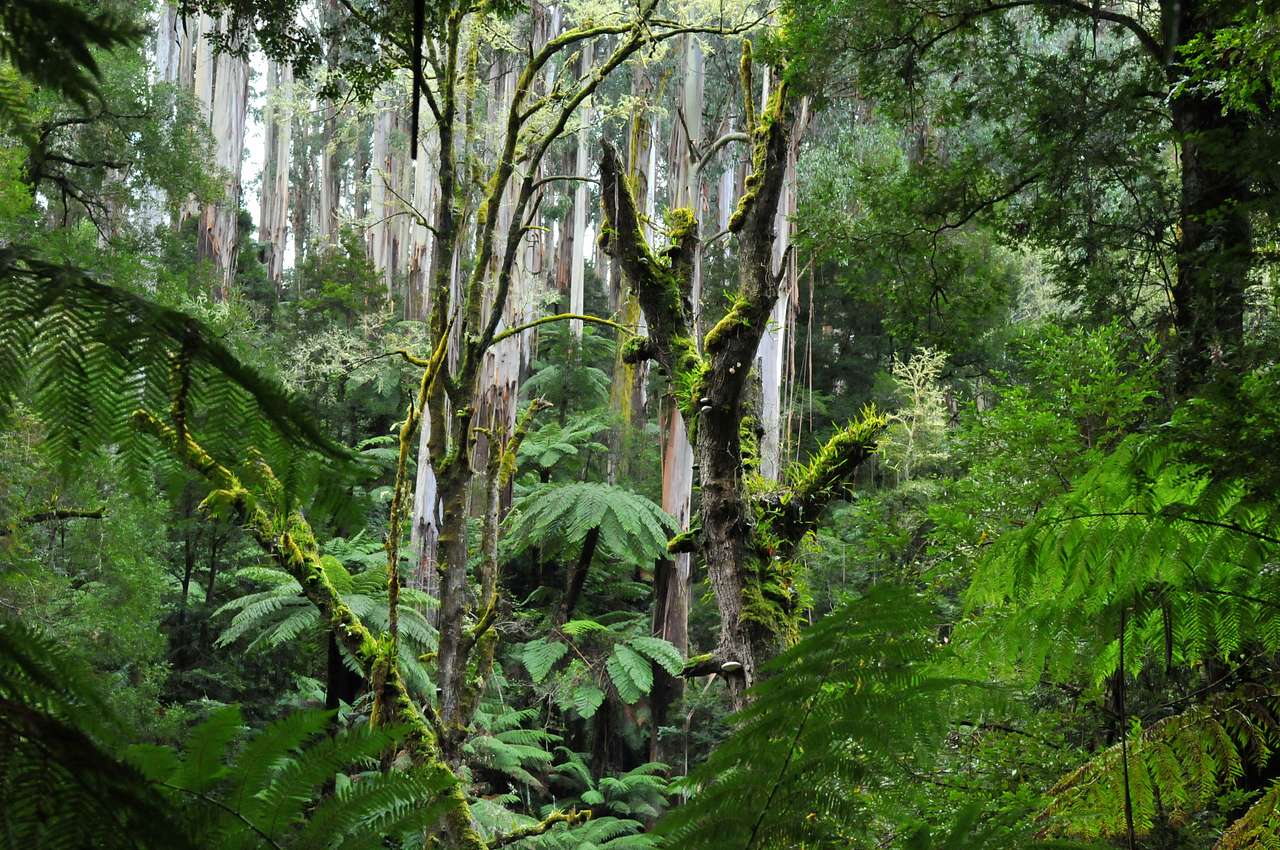 Tarra-Bulga National Park