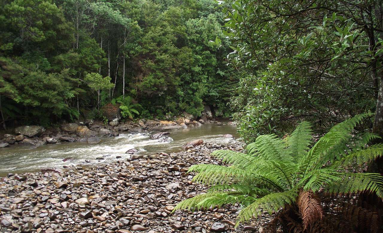 Savage River National Park