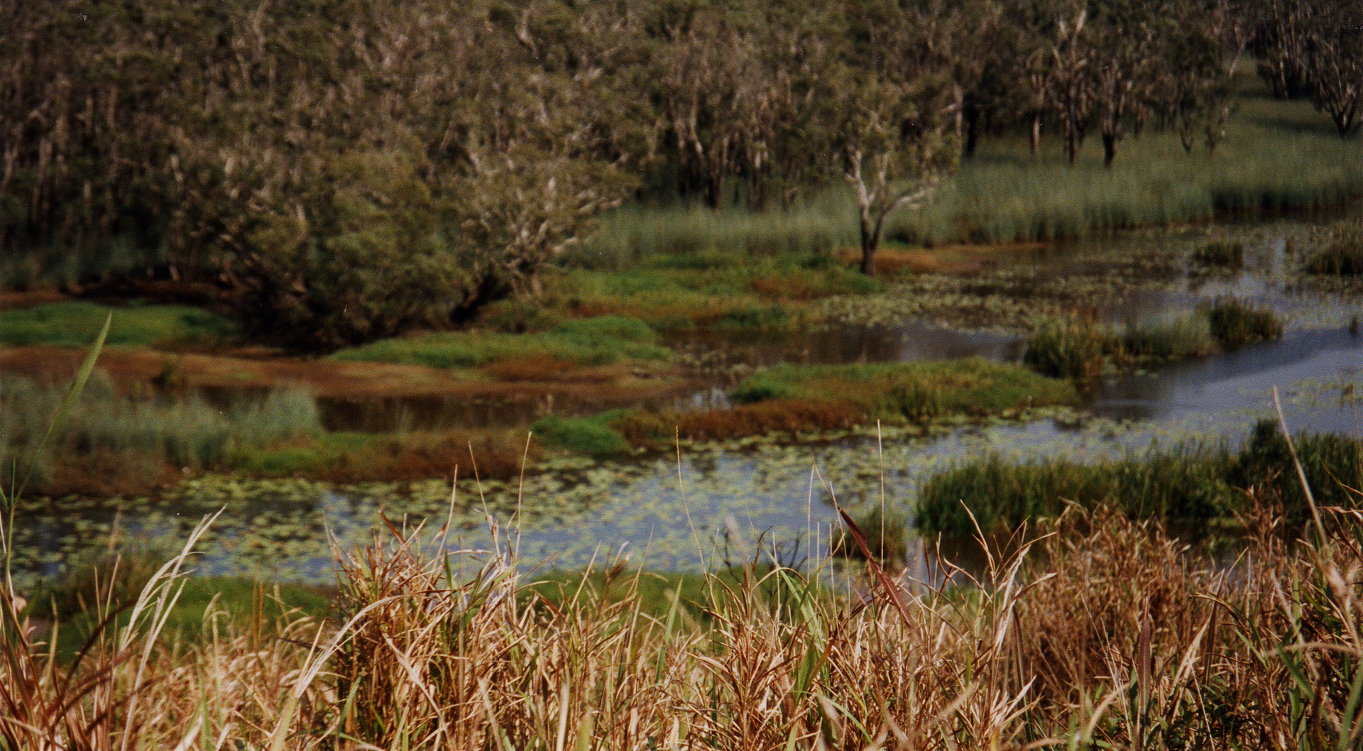 Eubenangee Swamp National Park