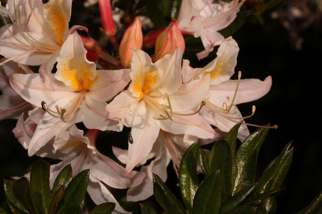 Azalea State Natural Reserve