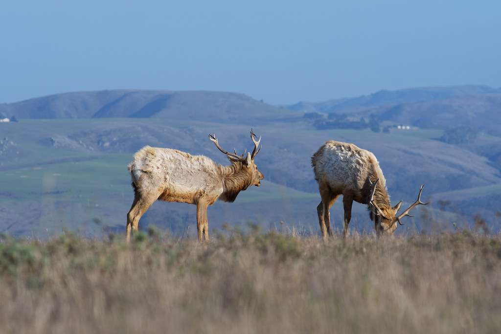 Tule Elk State Natural Reserve