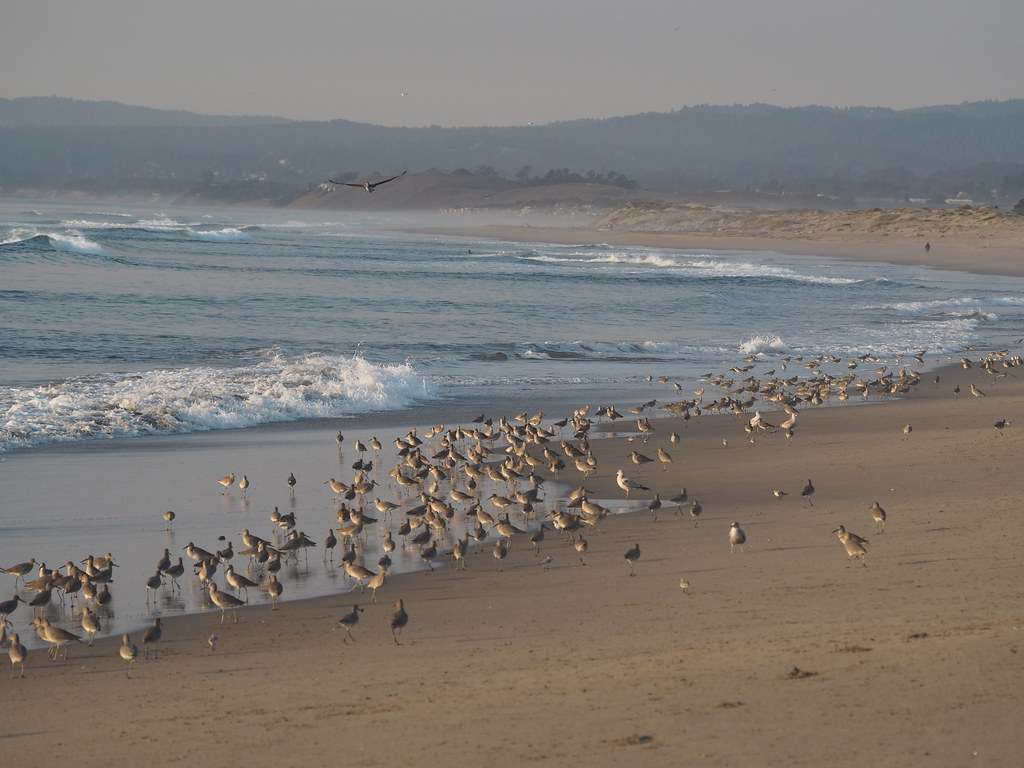Moss Landing State Beach