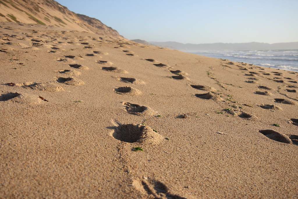 Fort Ord Dunes State Park