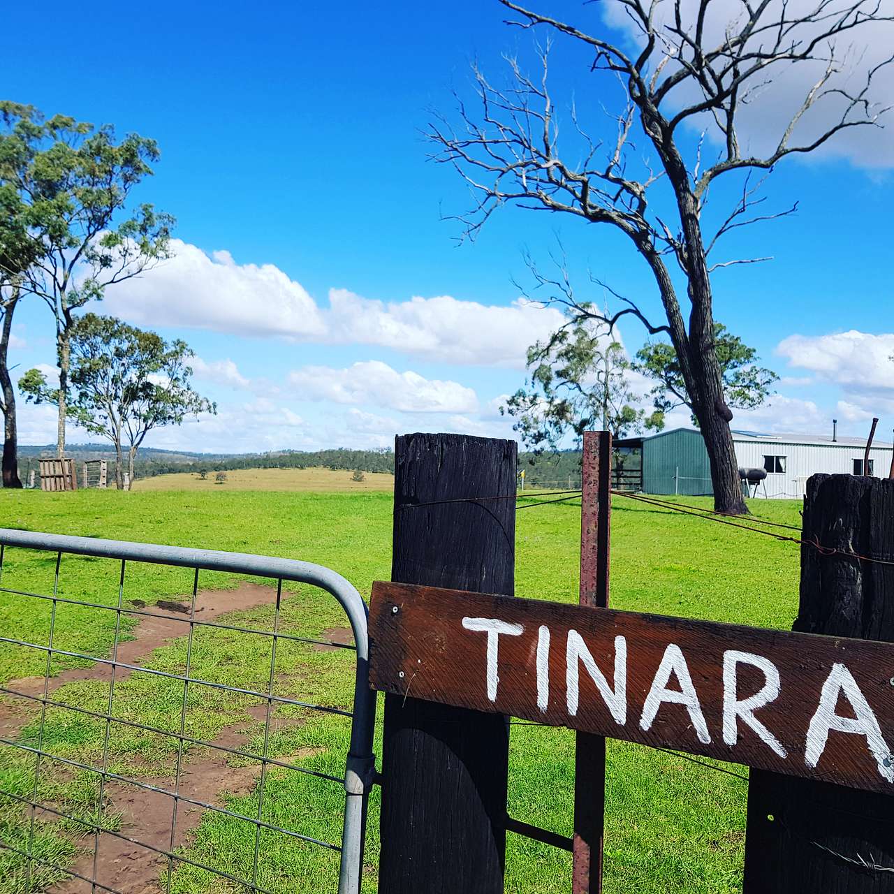 Tinara, Pimpimbudgee