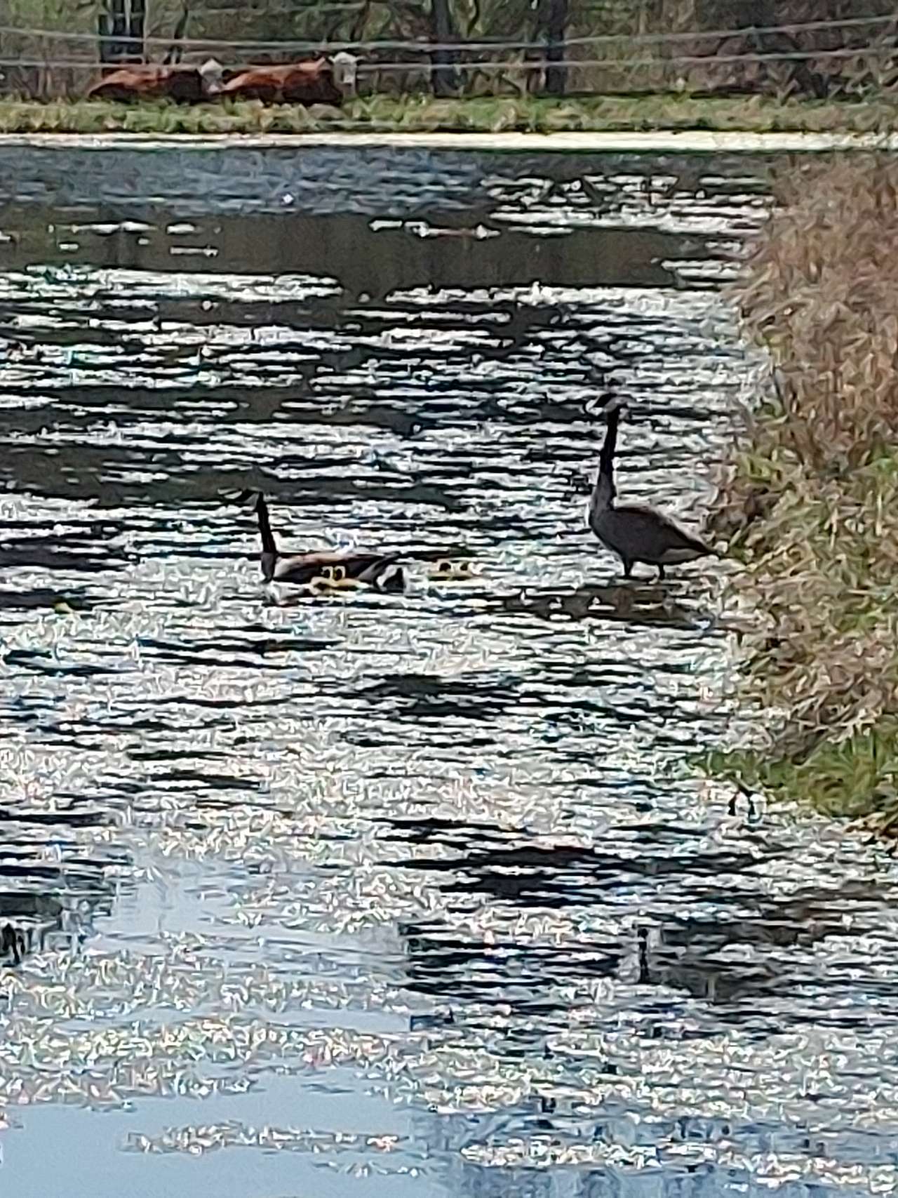 Goose Pond View