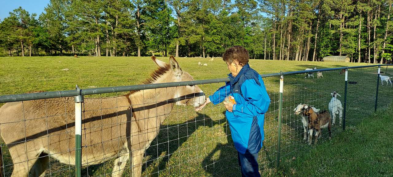 We asked if we could feed the animals carrots 