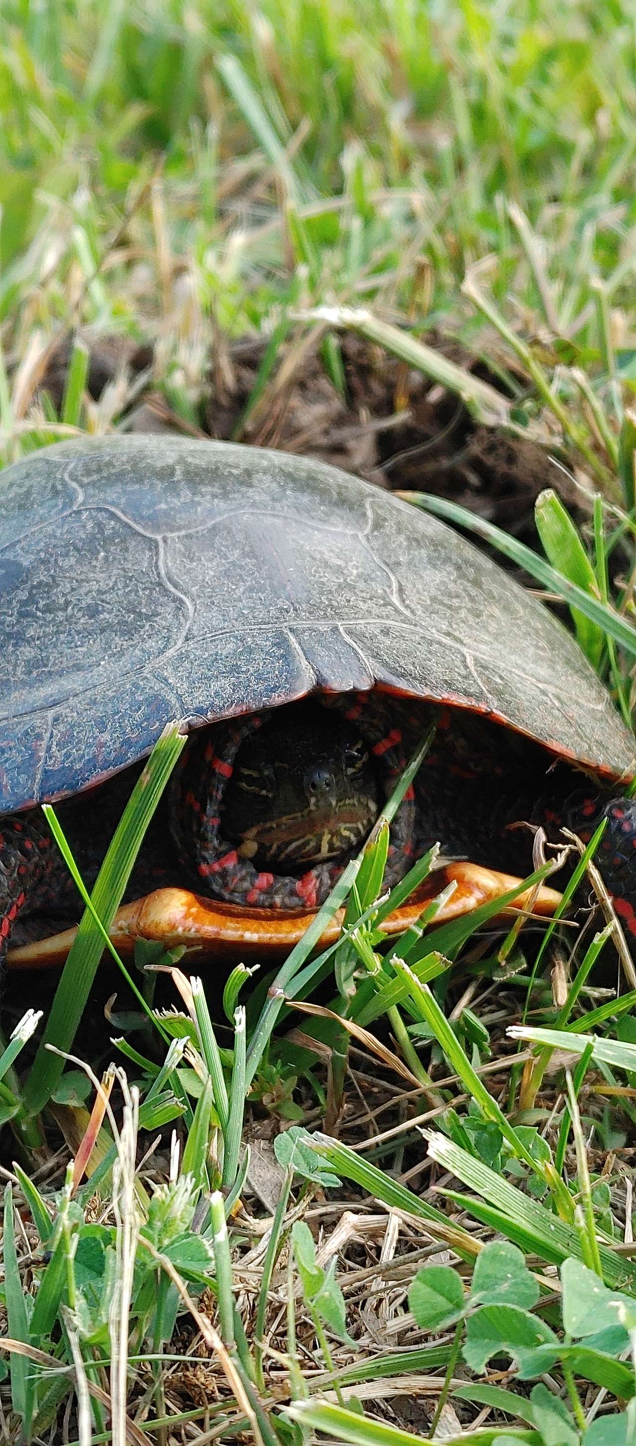 Turtle