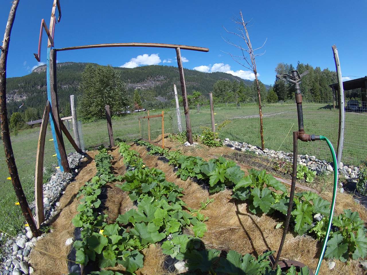 Fresh Veggies Pleeeeeeeease...
