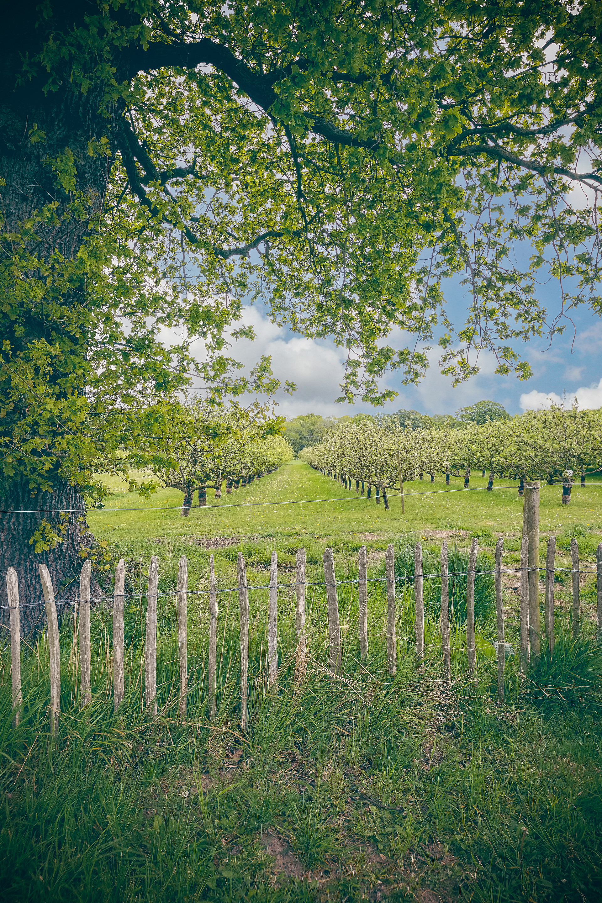 Plum Camping at White House Farm