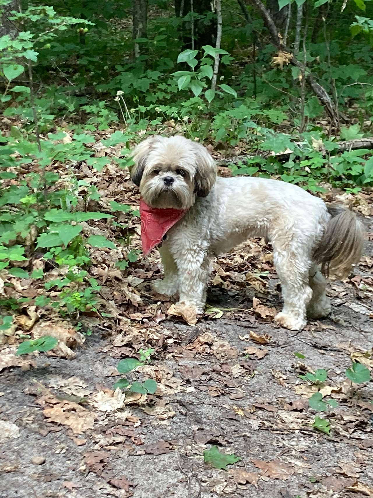 My dog moose at the campsite his first camping trip! 