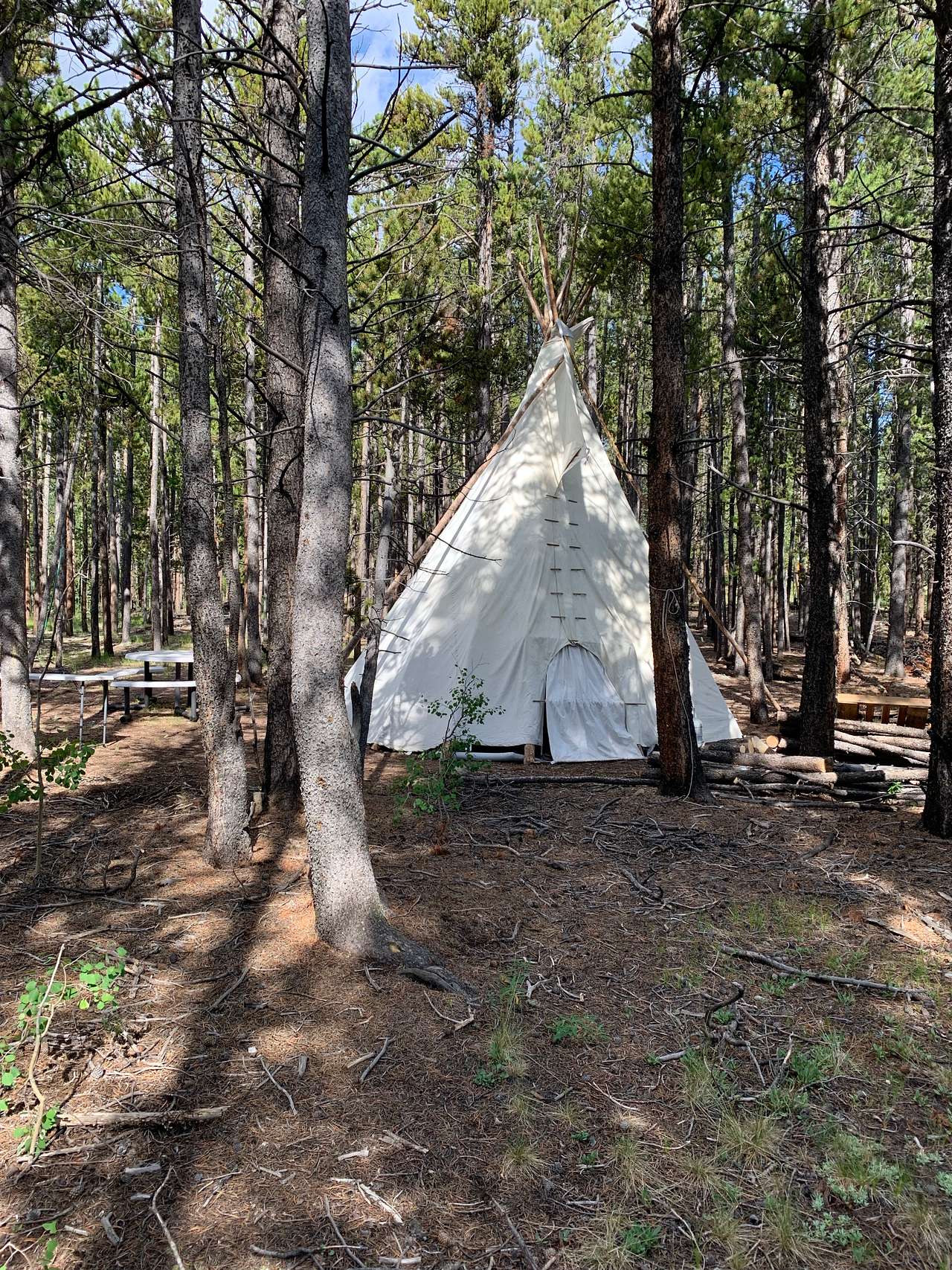 Lodge pole forest